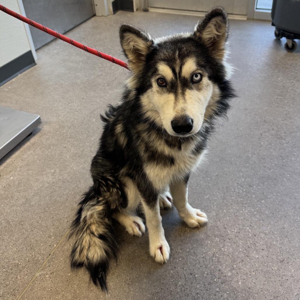 Alice, a Adoptable Mixed Breed in Las Cruces, NM image 2/6