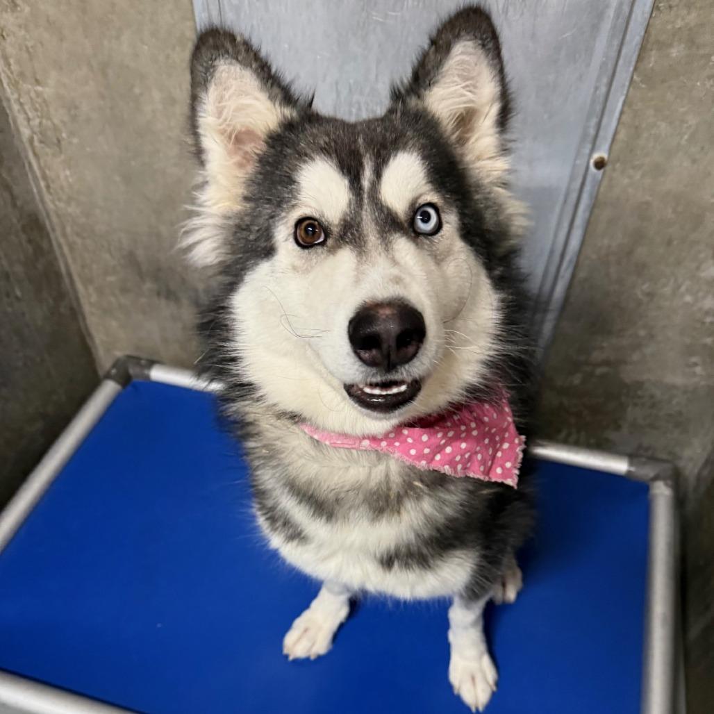 Alice, a Adoptable Mixed Breed in Las Cruces, NM image 3/6