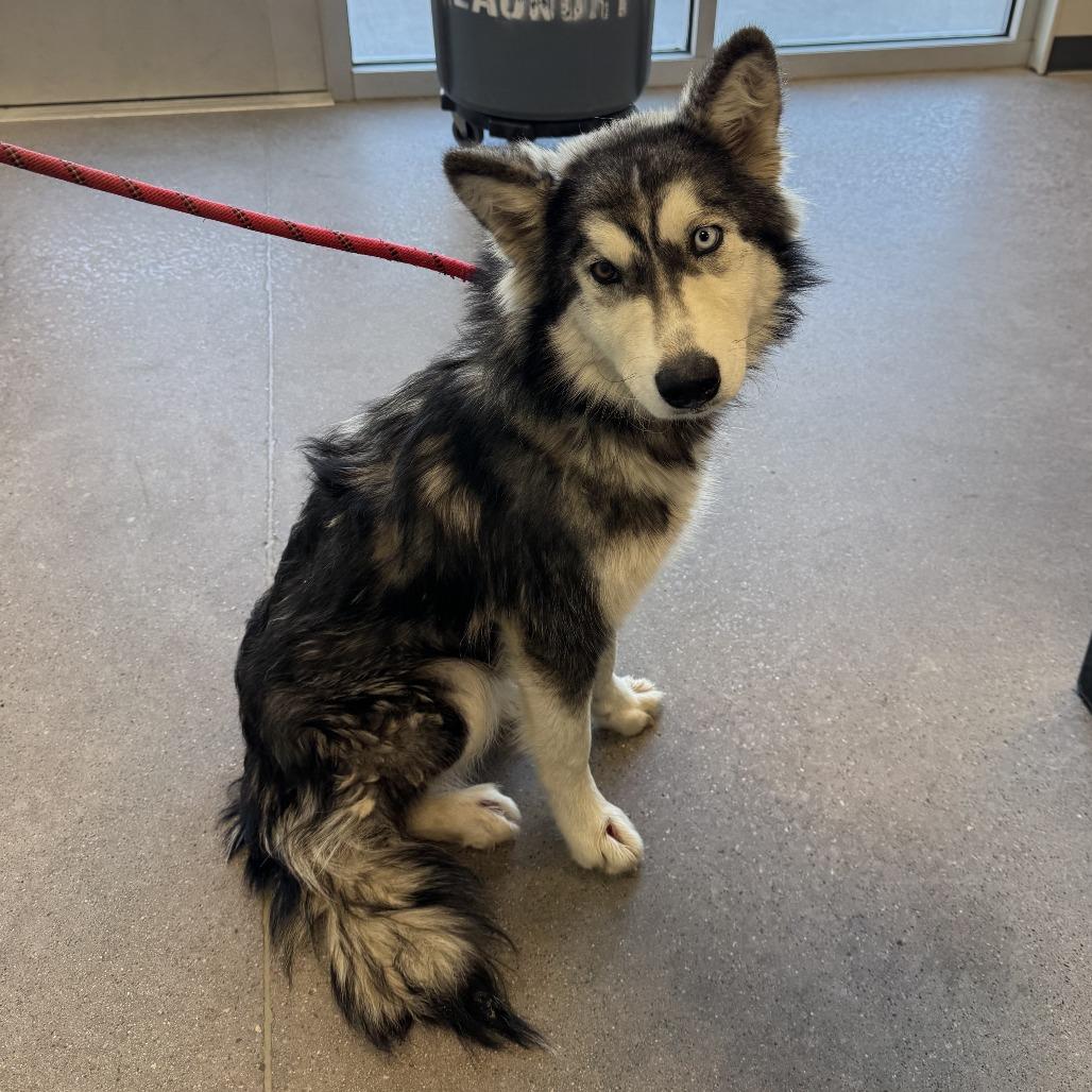 Alice, a Adoptable Mixed Breed in Las Cruces, NM image 4/6