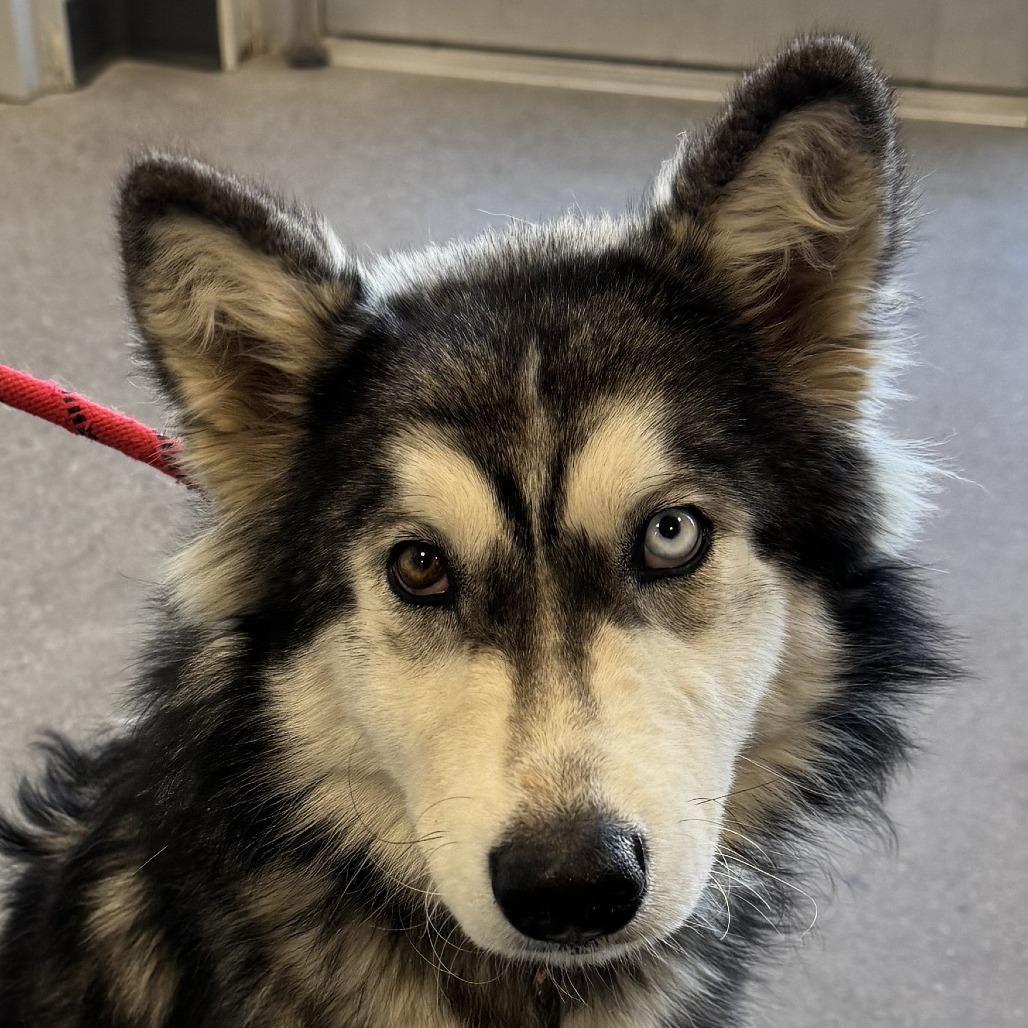 Alice, a Adoptable Mixed Breed in Las Cruces, NM image 5/6