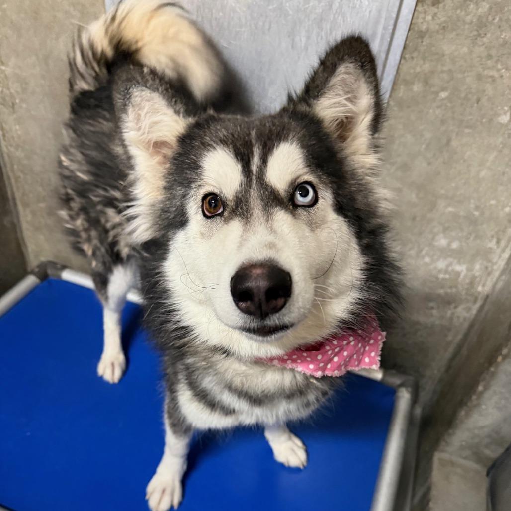 Alice, a Adoptable Mixed Breed in Las Cruces, NM image 6/6