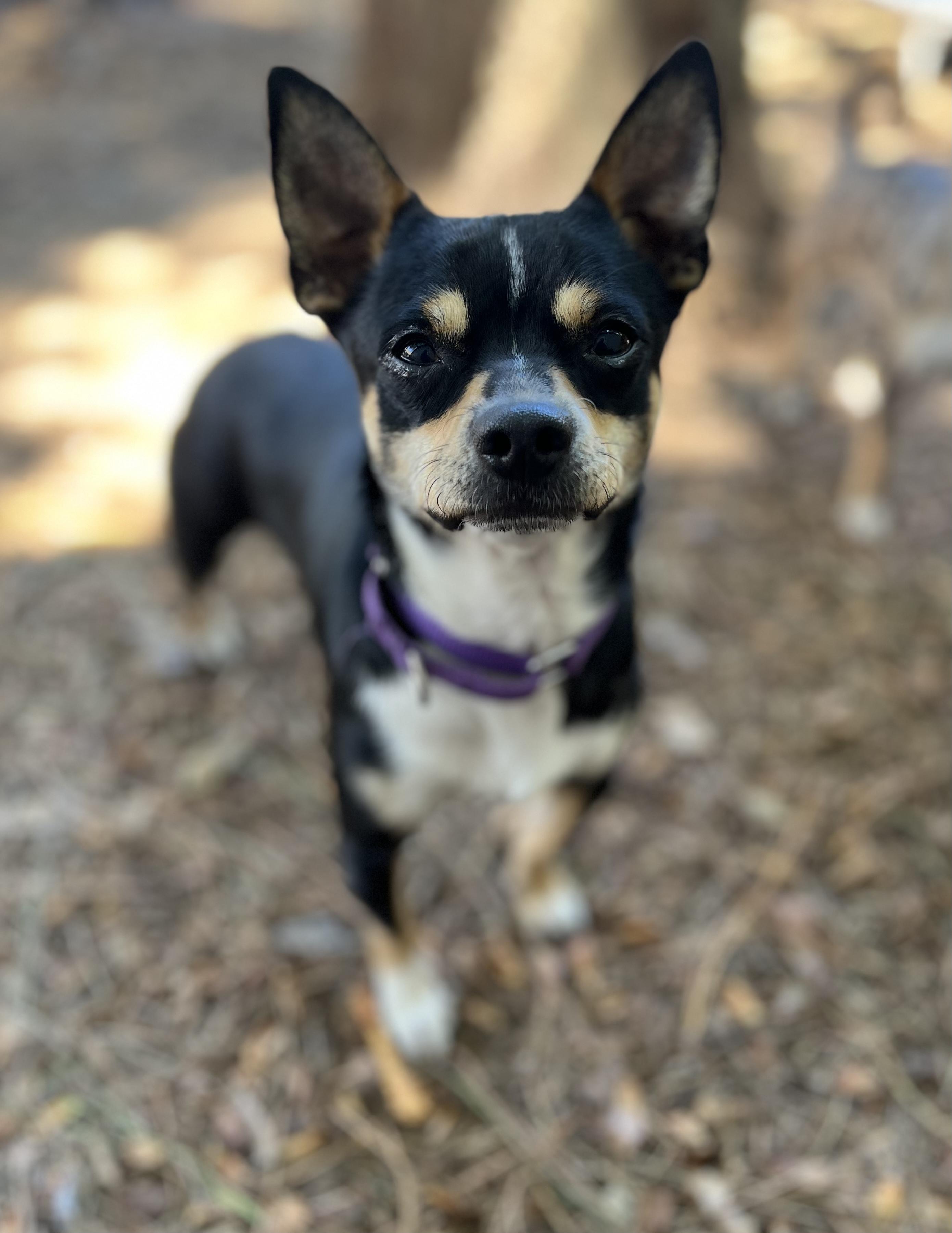 Yoshi, adoptable, Adult Male Chihuahua.