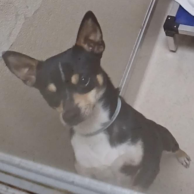 Enlarge Yoshi, an adoptable mixed breed in Pawleys Island, SC image 3/3