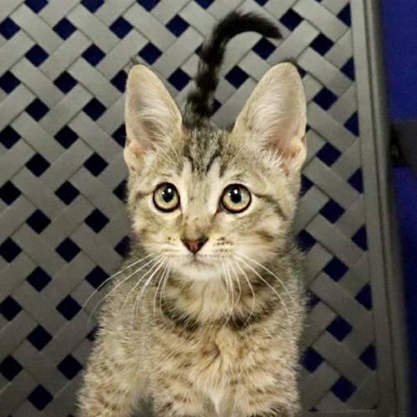 Enlarge Koala, a Adoptable mixed breed in Midland, TX image 1/1