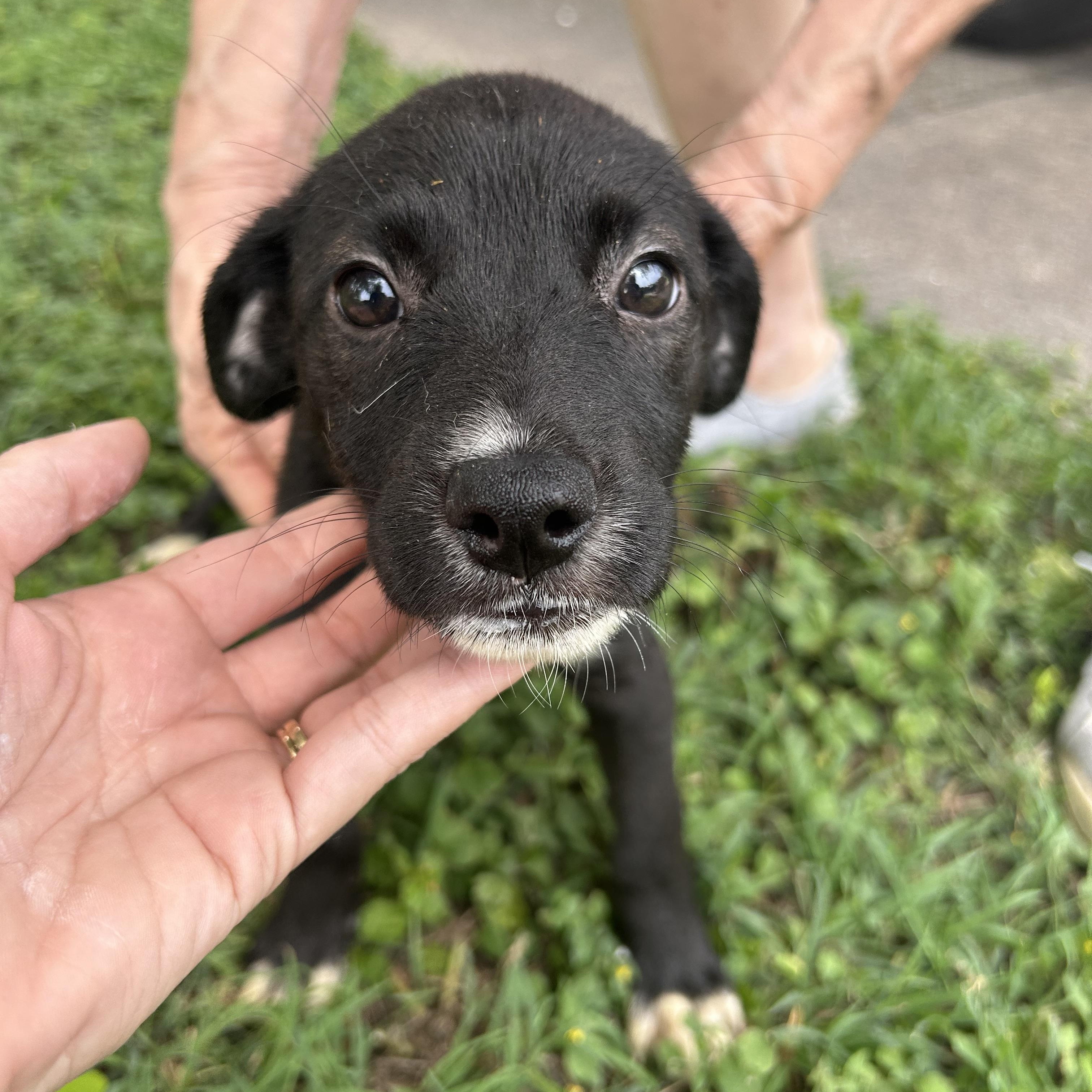 Dog for adoption - Opal, a Labrador Retriever Mix in ...
