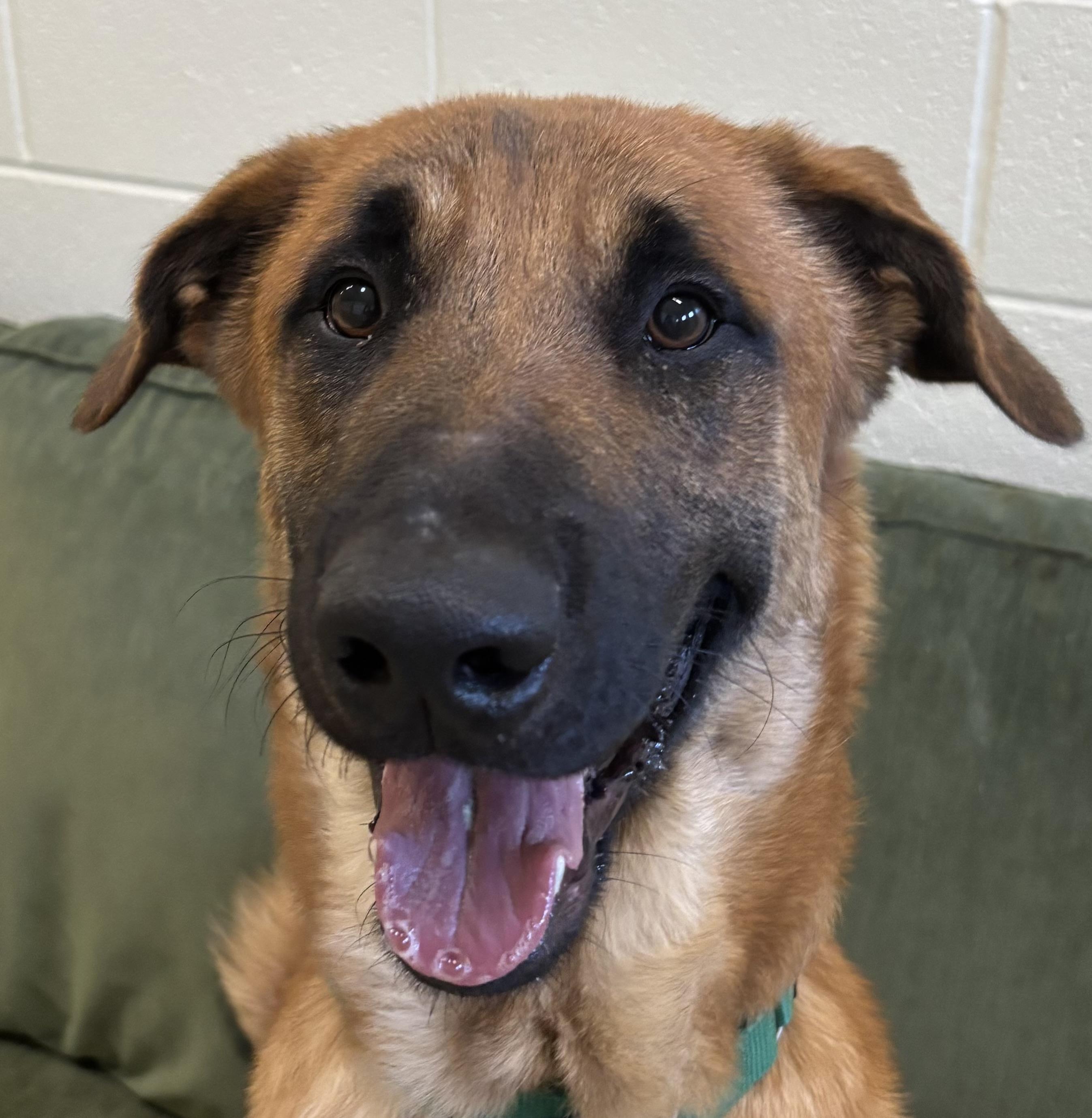 Enlarge CHANCE, a Adoptable mixed breed in Ashland, OH image 2/2