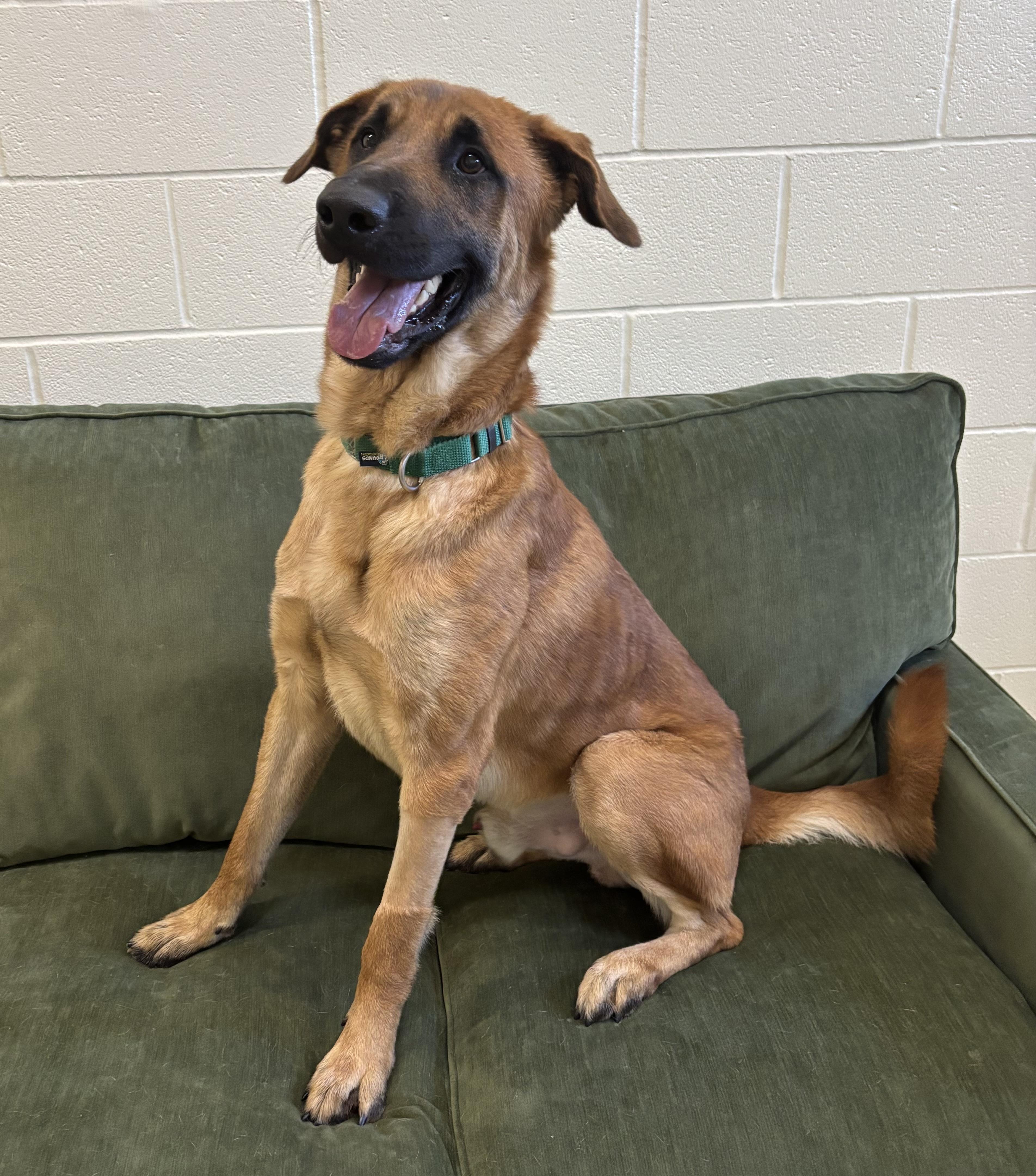 CHANCE, Adoptable, Young Male Shepherd.