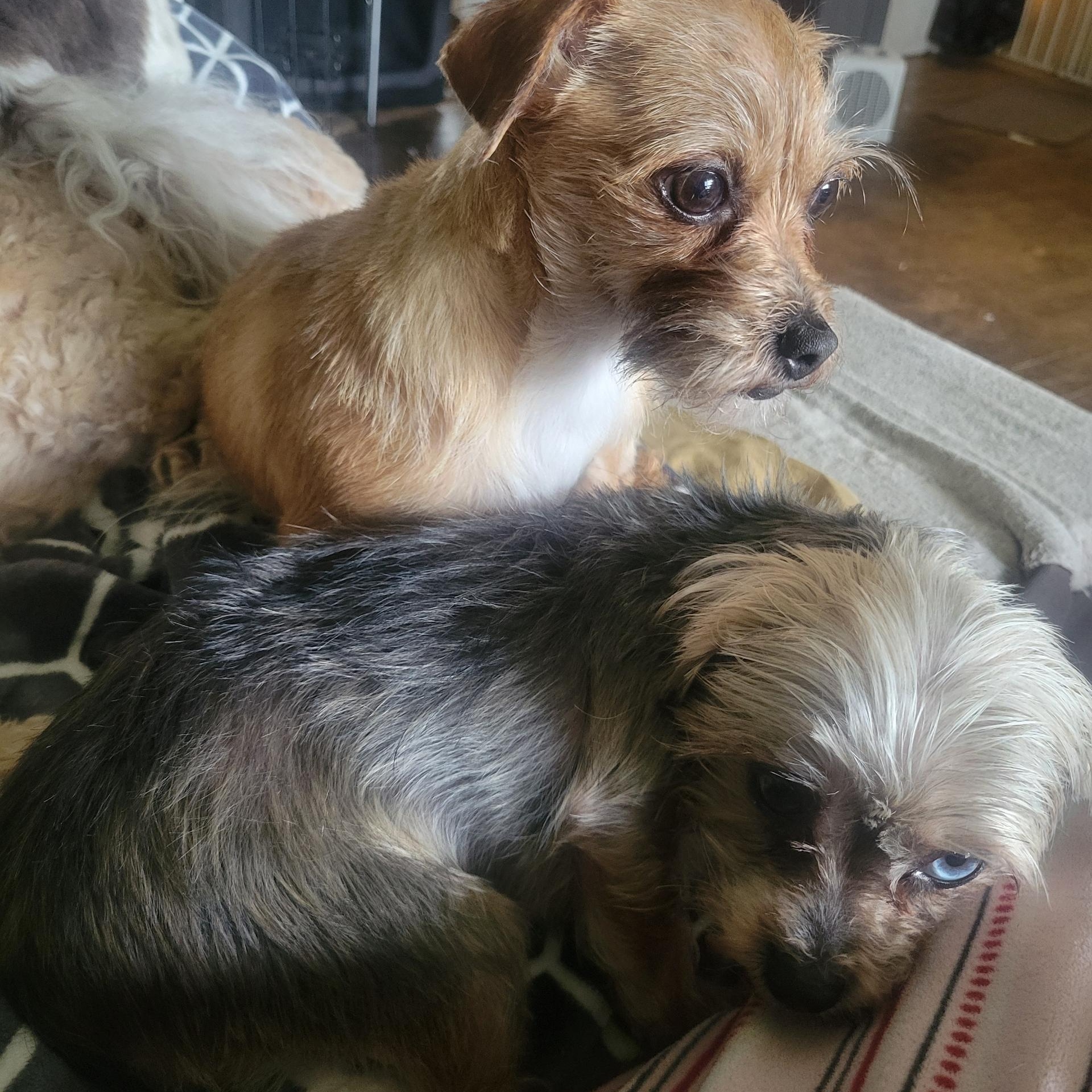 Smiley and Cinnamon , adopted, Adult Female Yorkshire Terrier & Dachshund.