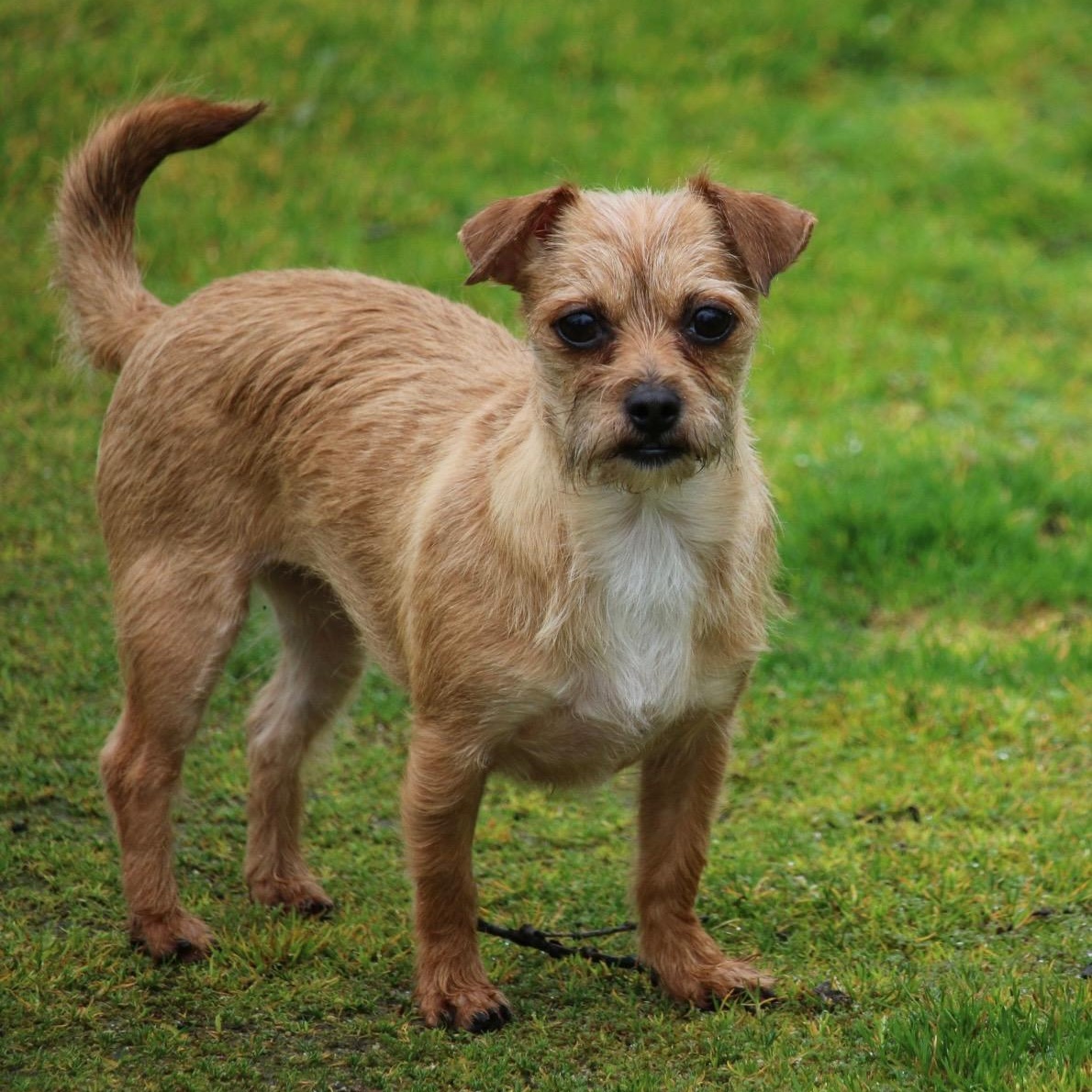 Enlarge Smiley and Cinnamon , an adopted mixed breed in Yreka, CA image 4/5