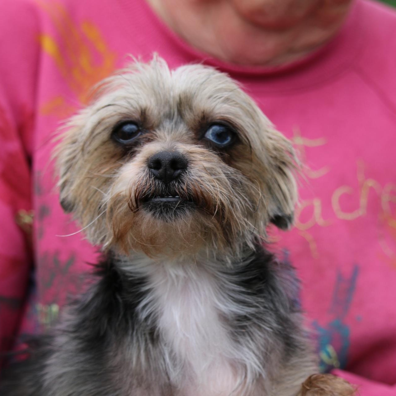 Enlarge Smiley and Cinnamon , an adopted mixed breed in Yreka, CA image 5/5
