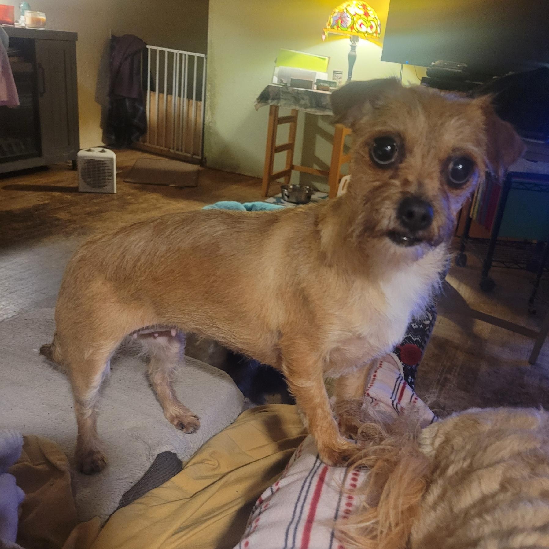 Enlarge Smiley and Cinnamon , an adopted mixed breed in Yreka, CA image 2/5