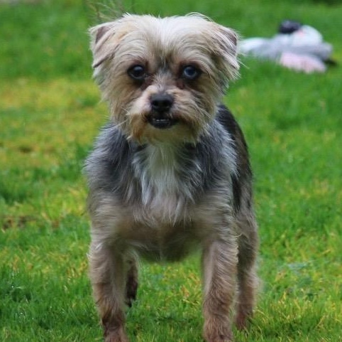 Enlarge Smiley and Cinnamon , an adopted mixed breed in Yreka, CA image 3/5
