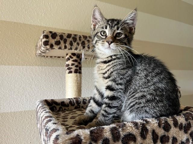 Deano, Young Male Domestic Short Hair