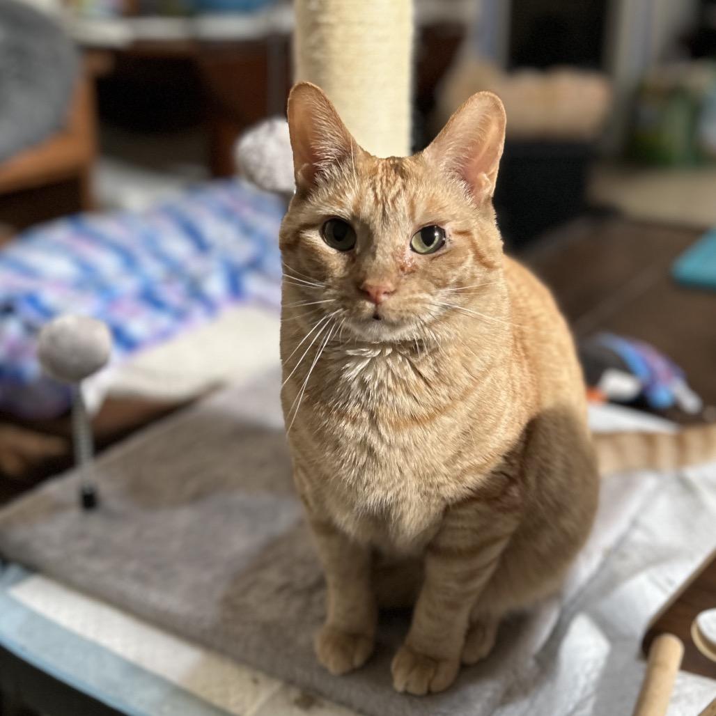 Peach, Adoptable, Adult Female Domestic Short Hair.