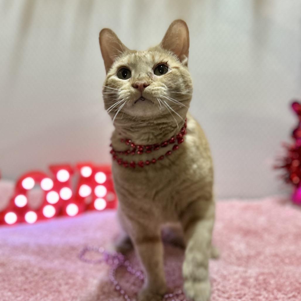 Peach, a Adoptable Domestic Short Hair in Bountiful, UT image 2/6