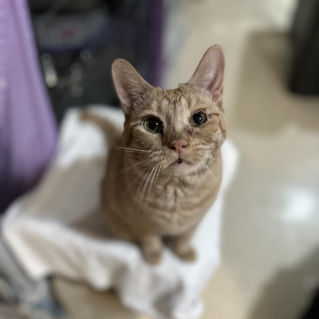 Peach, a Adoptable Domestic Short Hair in Bountiful, UT image 3/6