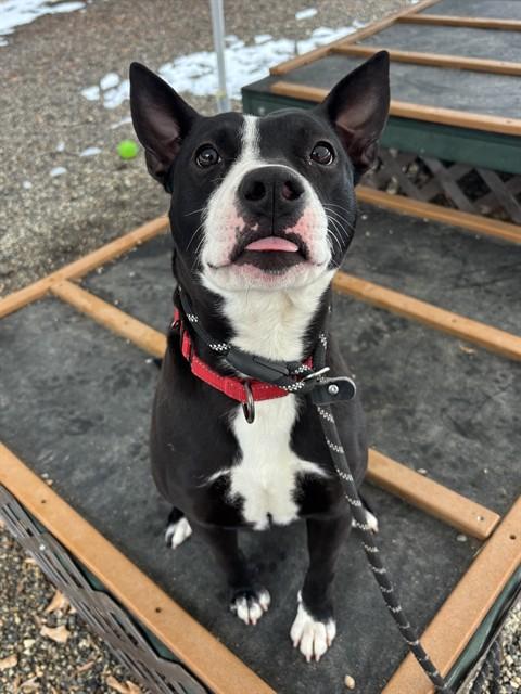 PEPPER, Adoptable, Young Male Staffordshire Bull Terrier & Mixed Breed.