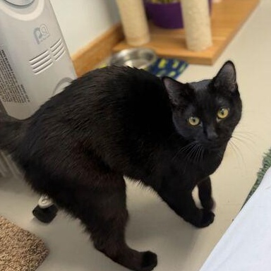 Enlarge Midnight, a ADOPTABLE Domestic Short Hair in Driggs, ID image 4/5