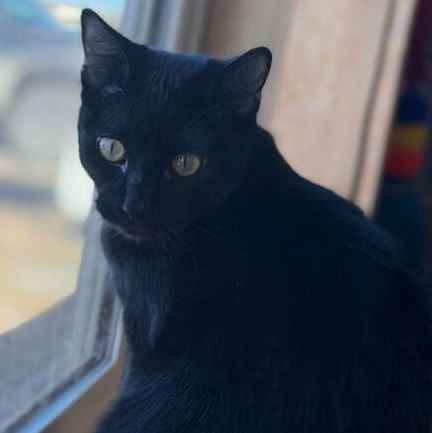 Enlarge Midnight, a ADOPTABLE Domestic Short Hair in Driggs, ID image 3/5