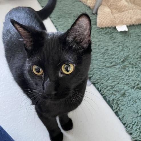 Enlarge Midnight, a ADOPTABLE Domestic Short Hair in Driggs, ID image 1/5