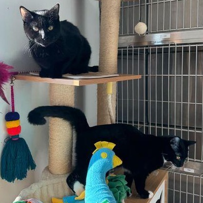 Enlarge Midnight, a ADOPTABLE Domestic Short Hair in Driggs, ID image 5/5