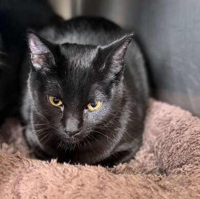 Enlarge Midnight, a ADOPTABLE Domestic Short Hair in Driggs, ID image 2/5