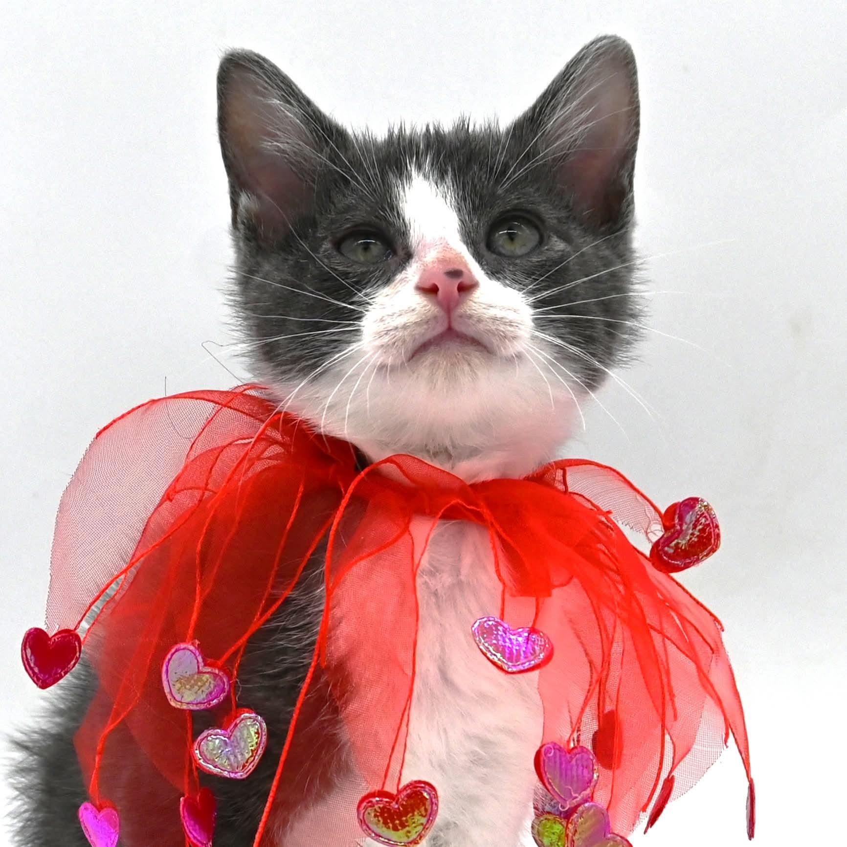 Arnold the awesome, ADOPTABLE, Kitten Male Domestic Short Hair.