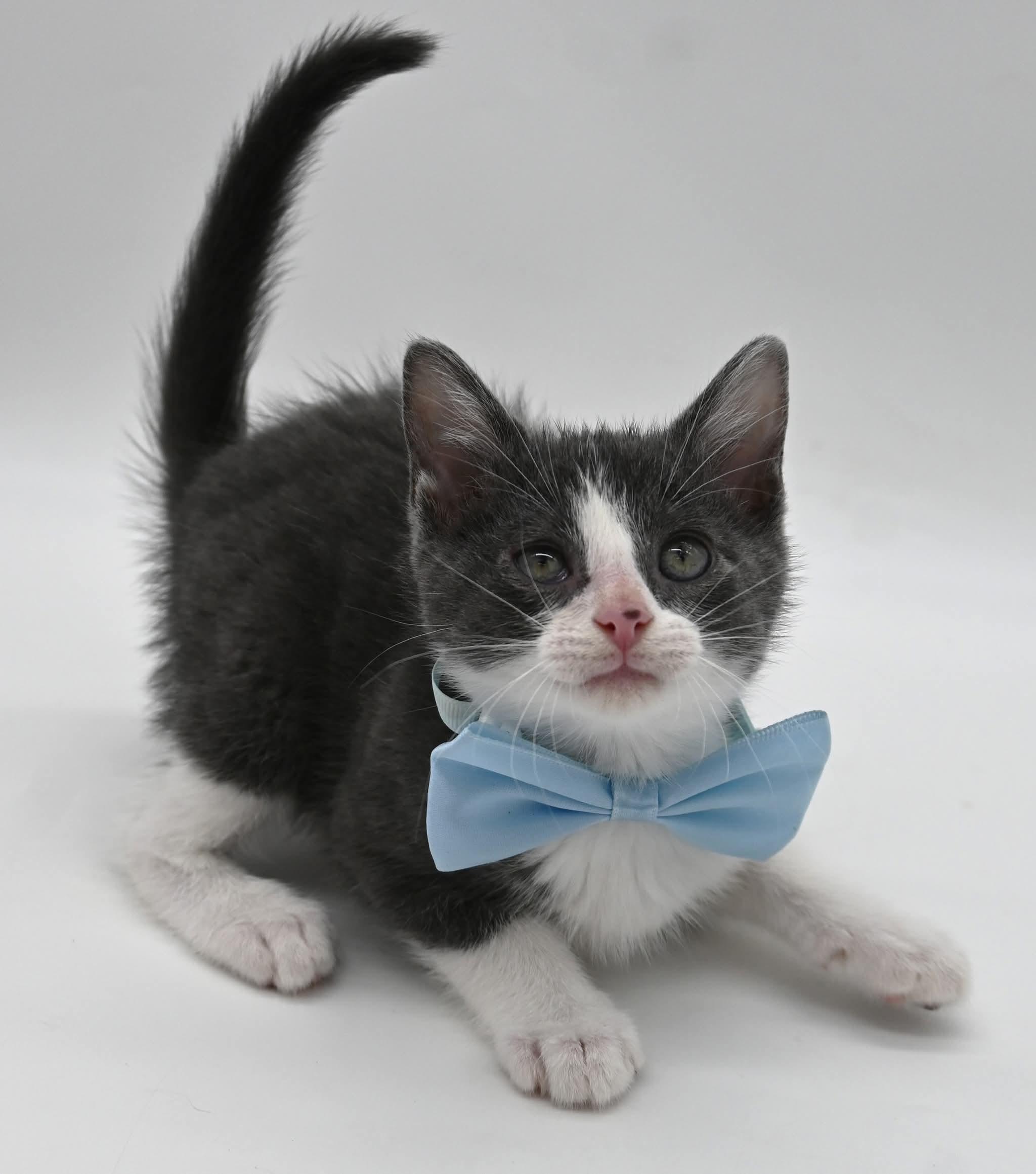 Enlarge Arnold the awesome, a ADOPTABLE mixed breed in Mt laurel Township, NJ image 4/5