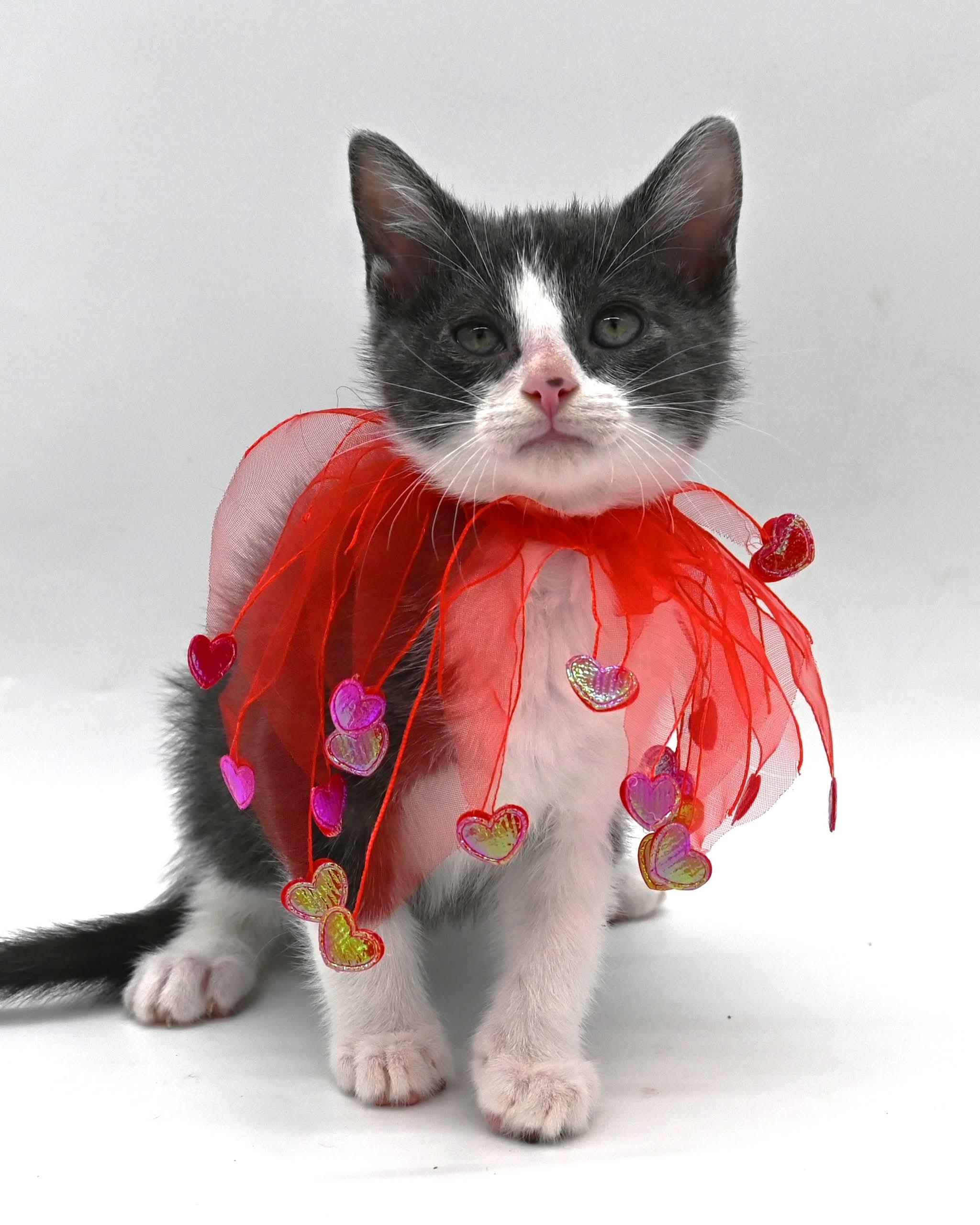 Enlarge Arnold the awesome, a ADOPTABLE mixed breed in Mt laurel Township, NJ image 3/5