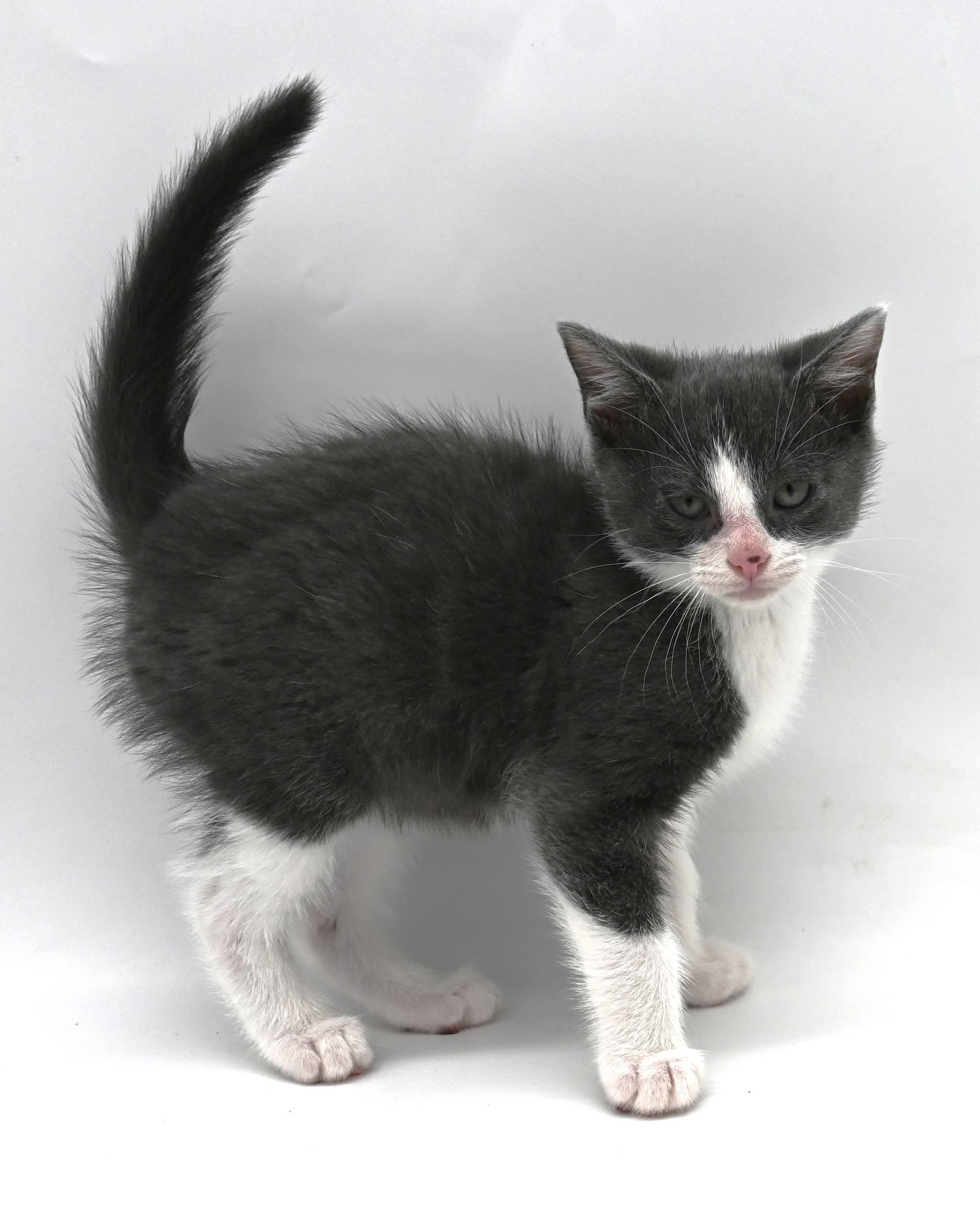 Enlarge Arnold the awesome, a ADOPTABLE mixed breed in Mt laurel Township, NJ image 5/5