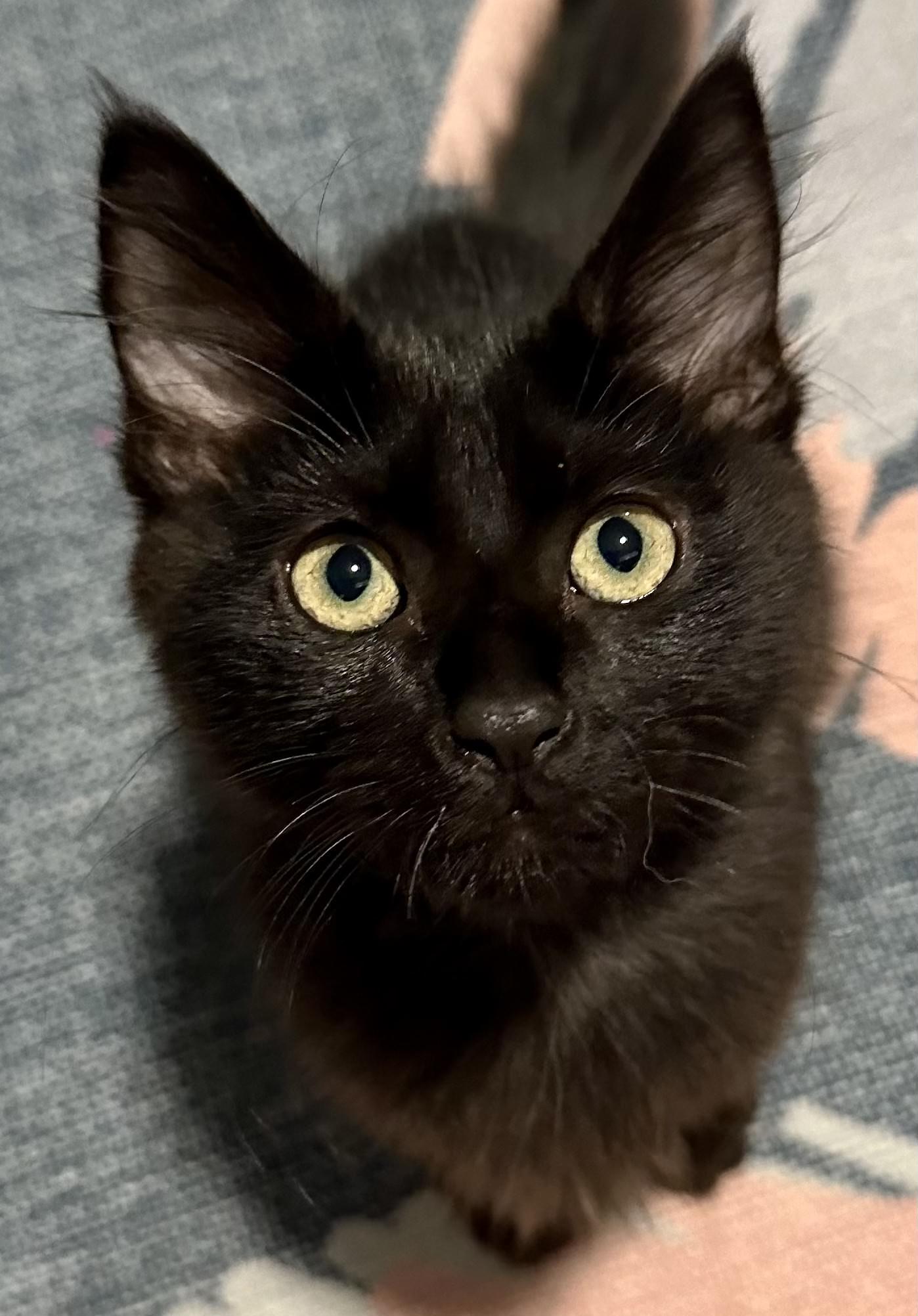 Enlarge Coiny - CCC, a Adoptable Domestic Short Hair in San Luis Obispo, CA image 1/1