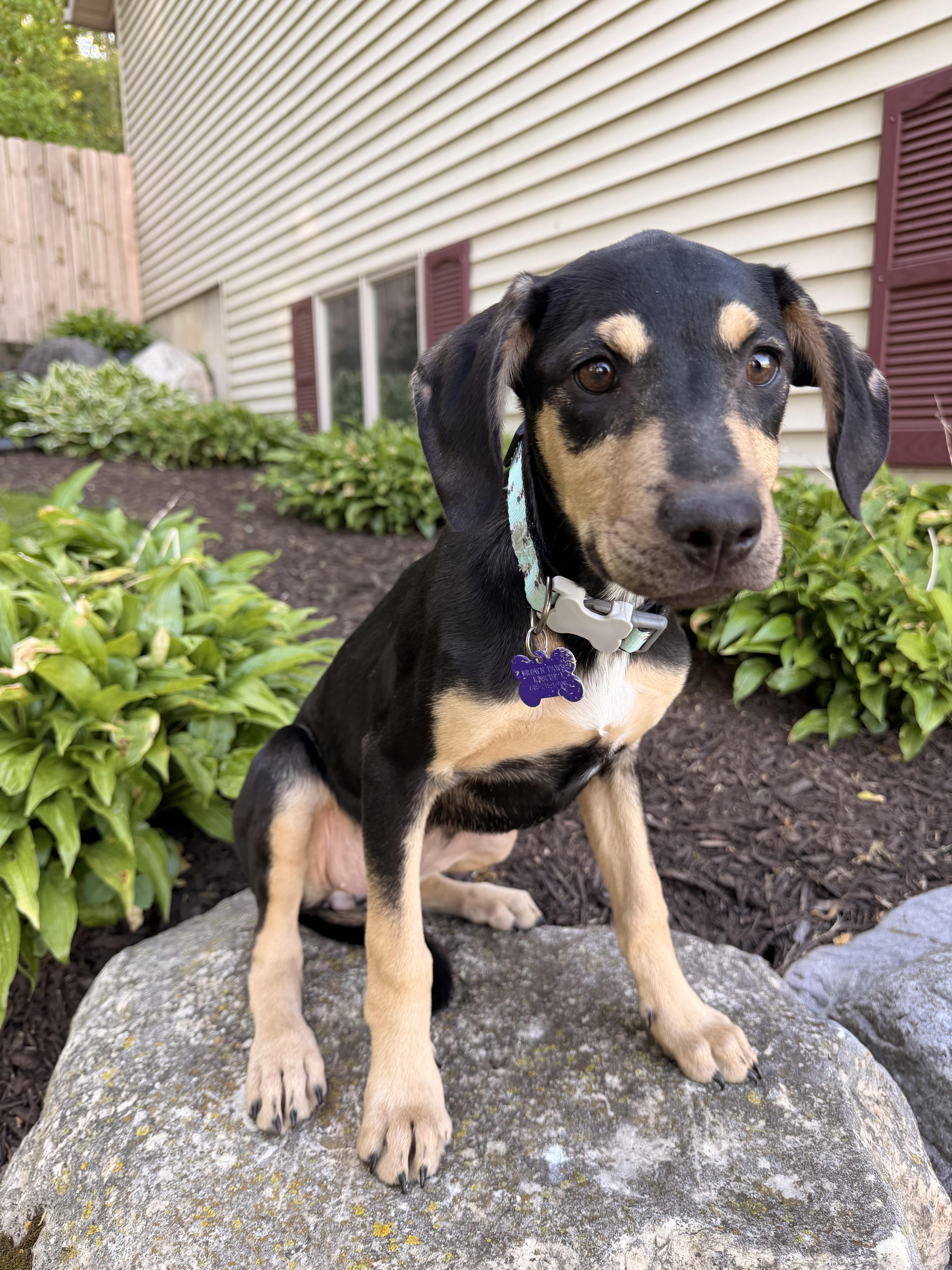 Lana, a ADOPTABLE mixed breed in North Freedom, WI image 3/3