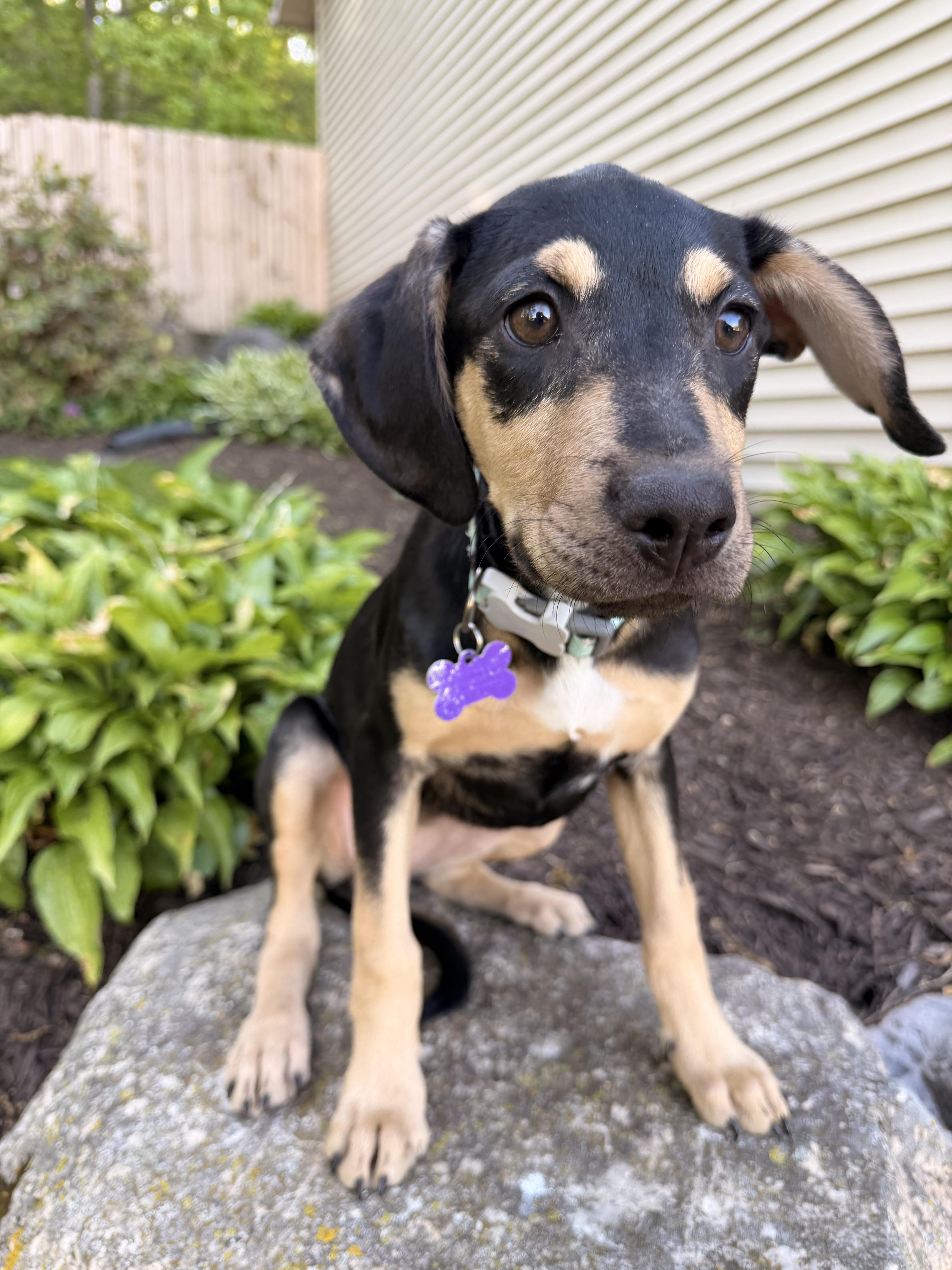 Lana, ADOPTABLE, Puppy Female Labrador Retriever & Doberman Pinscher.