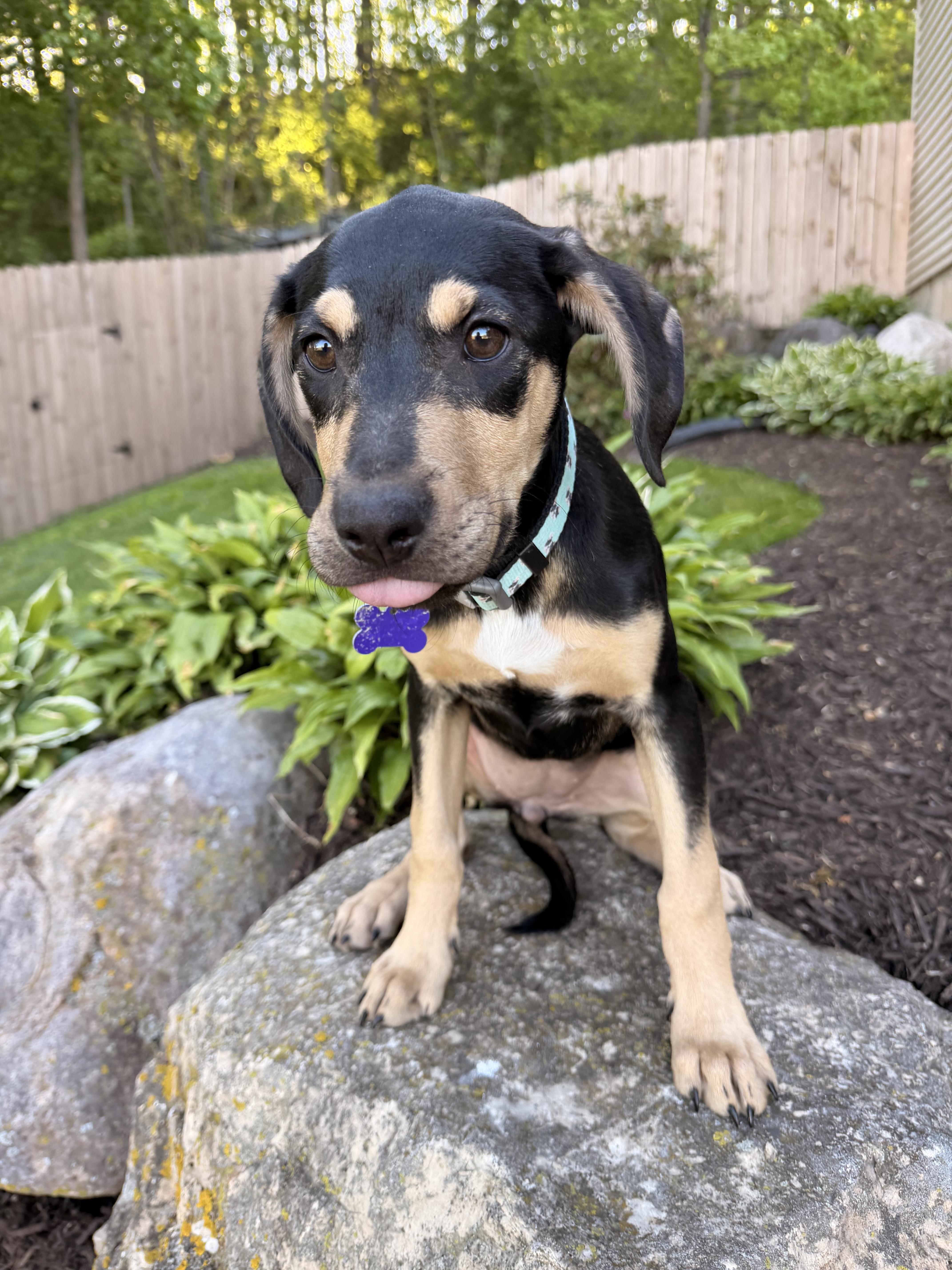 Lana, a ADOPTABLE mixed breed in North Freedom, WI image 2/3