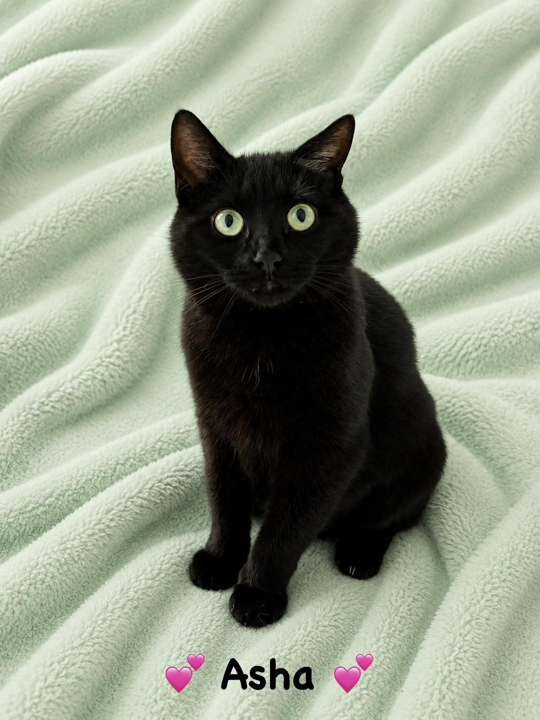 Asha, an adoptable Domestic Short Hair in Copley, OH image 1/2