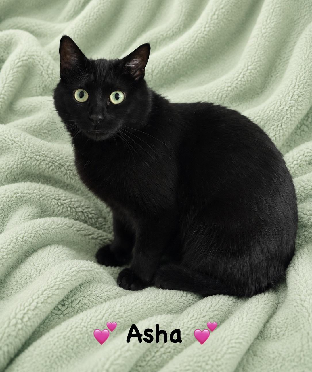 Asha, an adoptable Domestic Short Hair in Copley, OH image 2/2