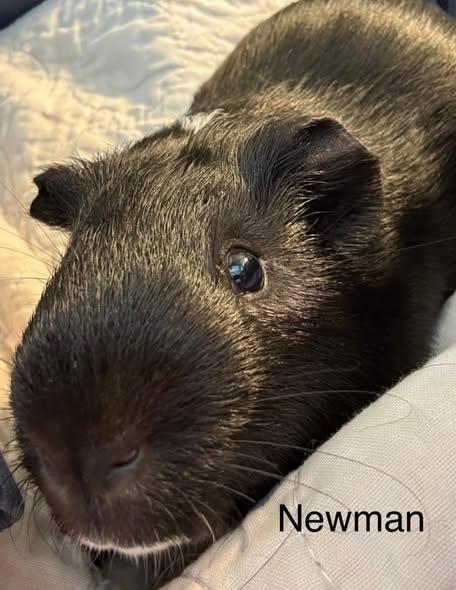 Fish Tank Boys, Adoptable, Young Male Guinea Pig.