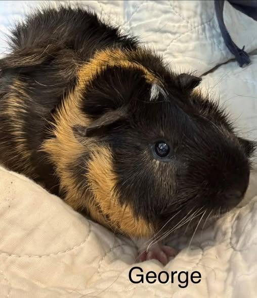Fish Tank Boys, a Adoptable Guinea Pig in Amherst, NY image 2/3