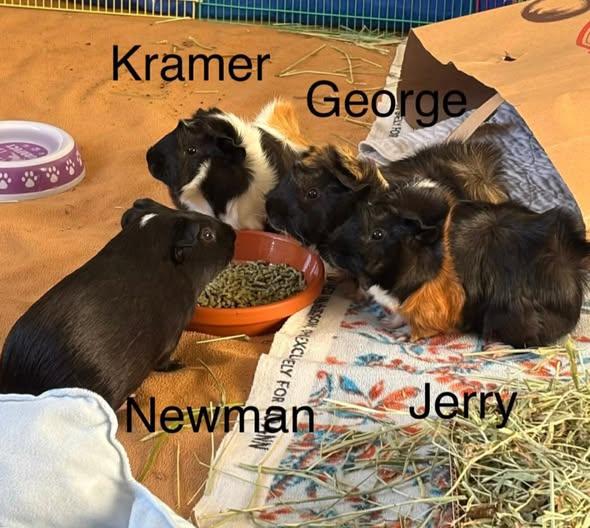 Fish Tank Boys, a Adoptable Guinea Pig in Amherst, NY image 3/3