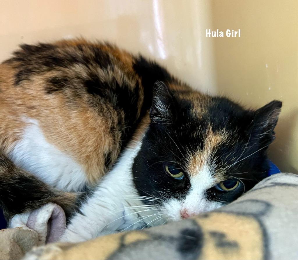 Hula Girl, Adoptable, Senior Female Domestic Short Hair.