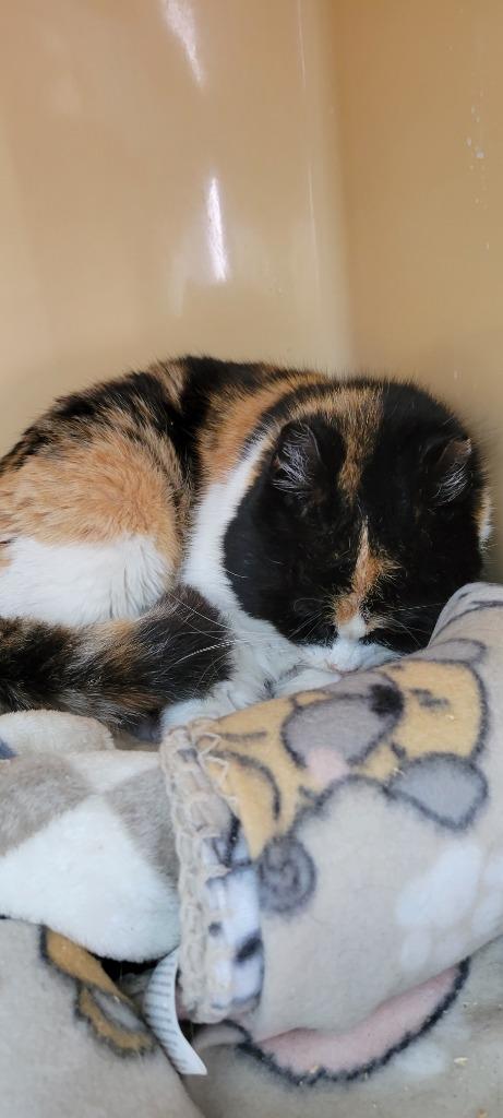 Hula Girl, a Adoptable mixed breed in Windsor, CT image 2/2