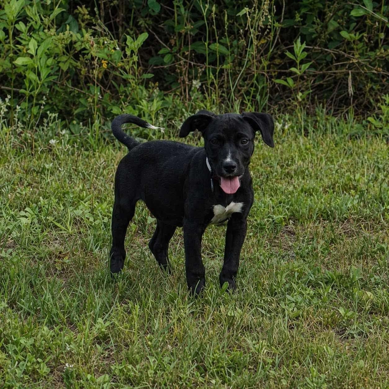 Enlarge Sam, a ADOPTABLE Black Labrador Retriever in Pace, FL image 1/1