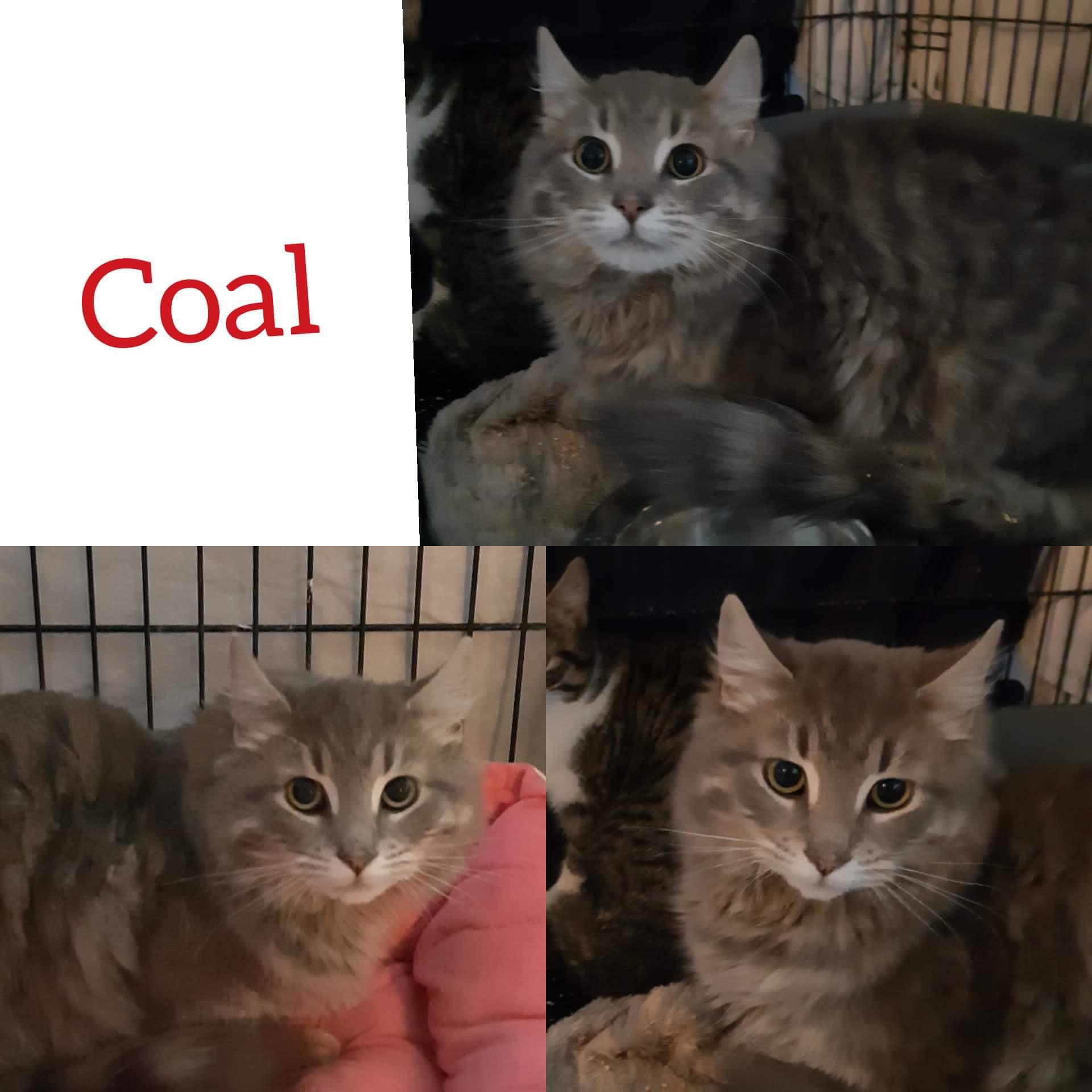 Enlarge Coal, a Adopted Domestic Long Hair in Guelph, ON image 1/6