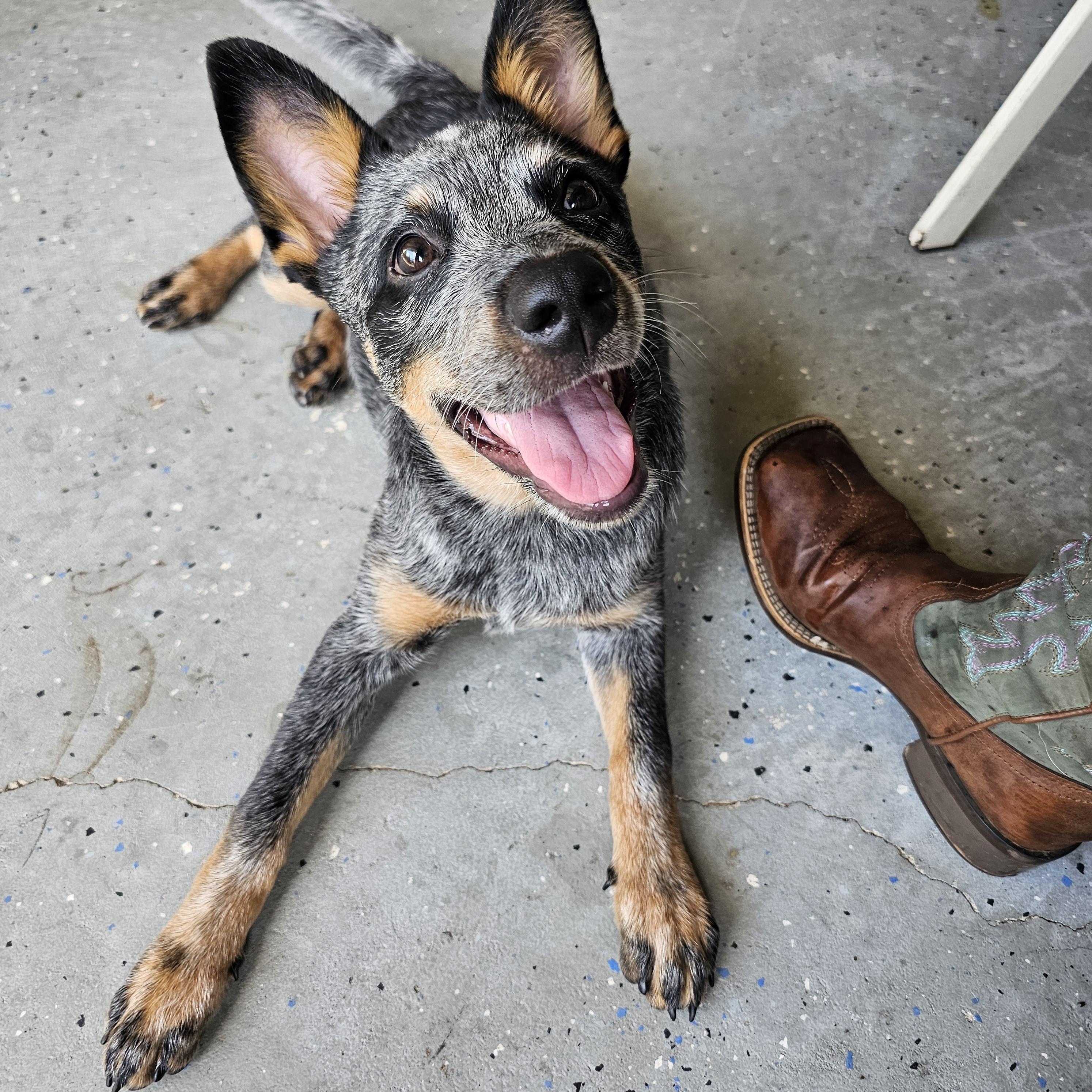 MAGGIE, Adopted, Puppy Female Australian Cattle Dog / Blue Heeler.