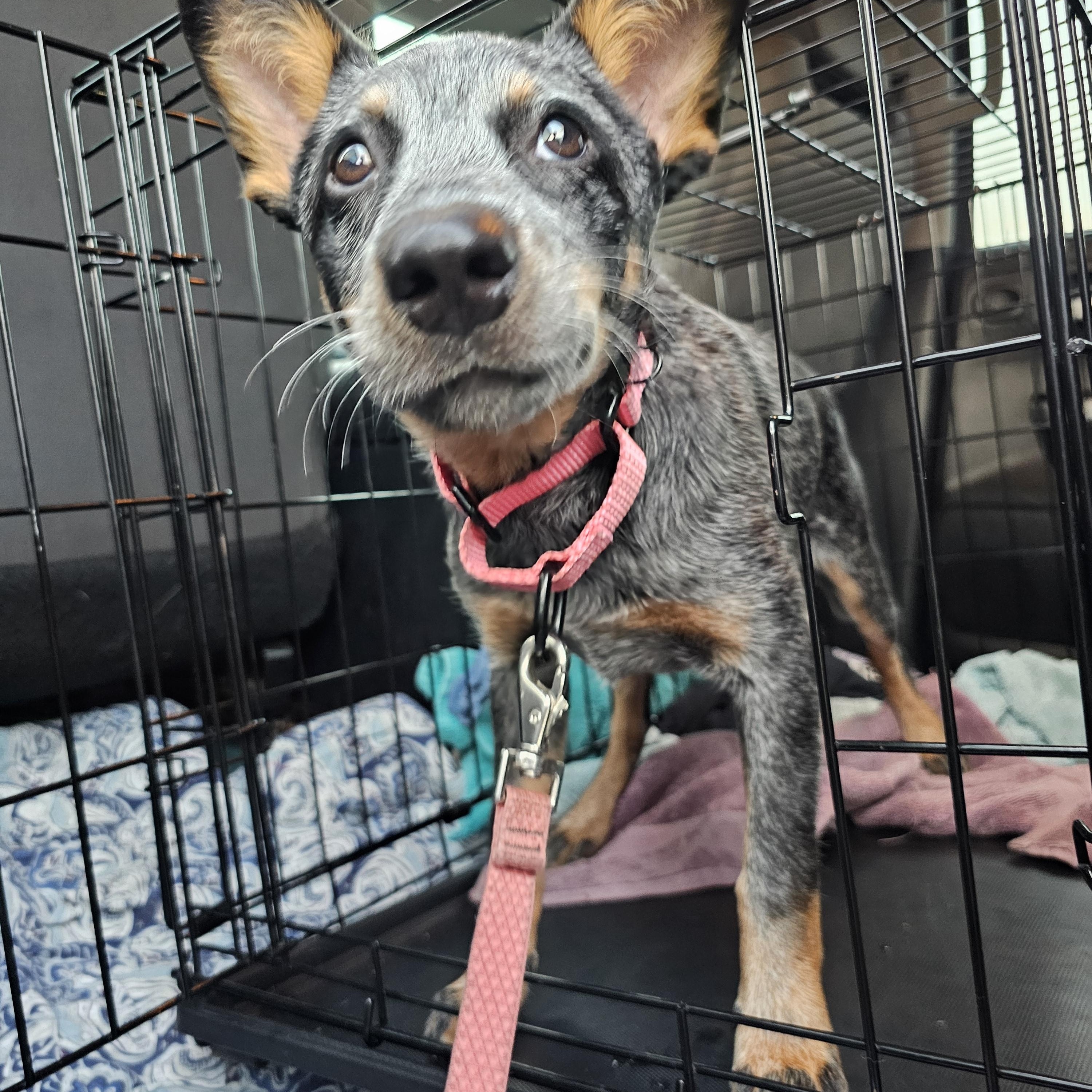 Enlarge MAGGIE, a Adopted Australian Cattle Dog / Blue Heeler in Jacksonville, FL image 4/4