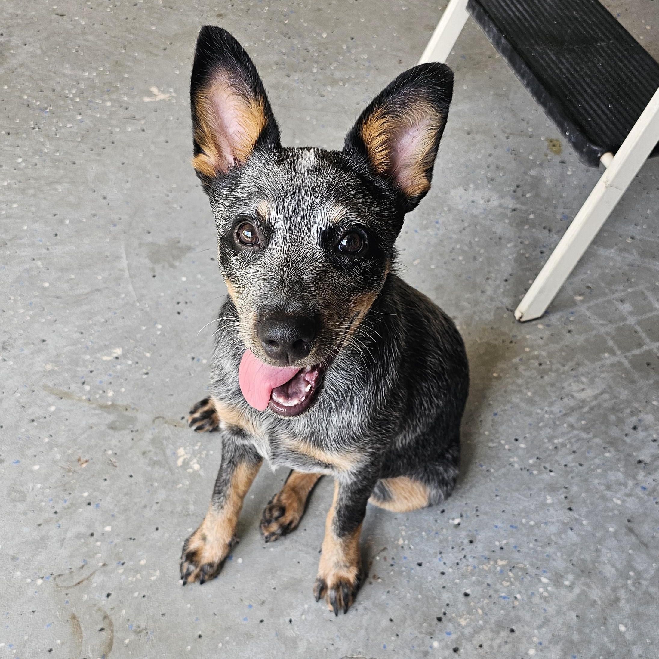 Enlarge MAGGIE, a Adopted Australian Cattle Dog / Blue Heeler in Jacksonville, FL image 3/4