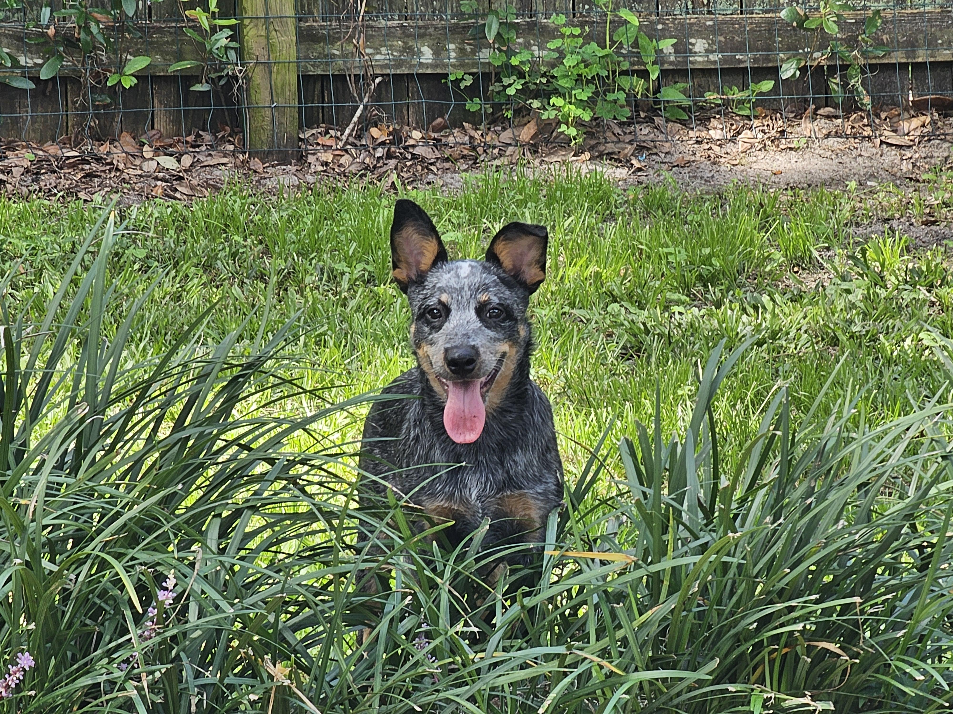 Enlarge MAGGIE, a Adopted Australian Cattle Dog / Blue Heeler in Jacksonville, FL image 2/4