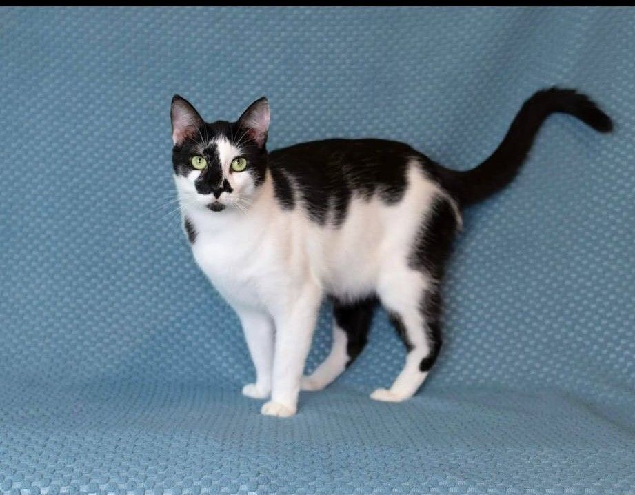 Domini, Adoptable, Young Male Domestic Short Hair.