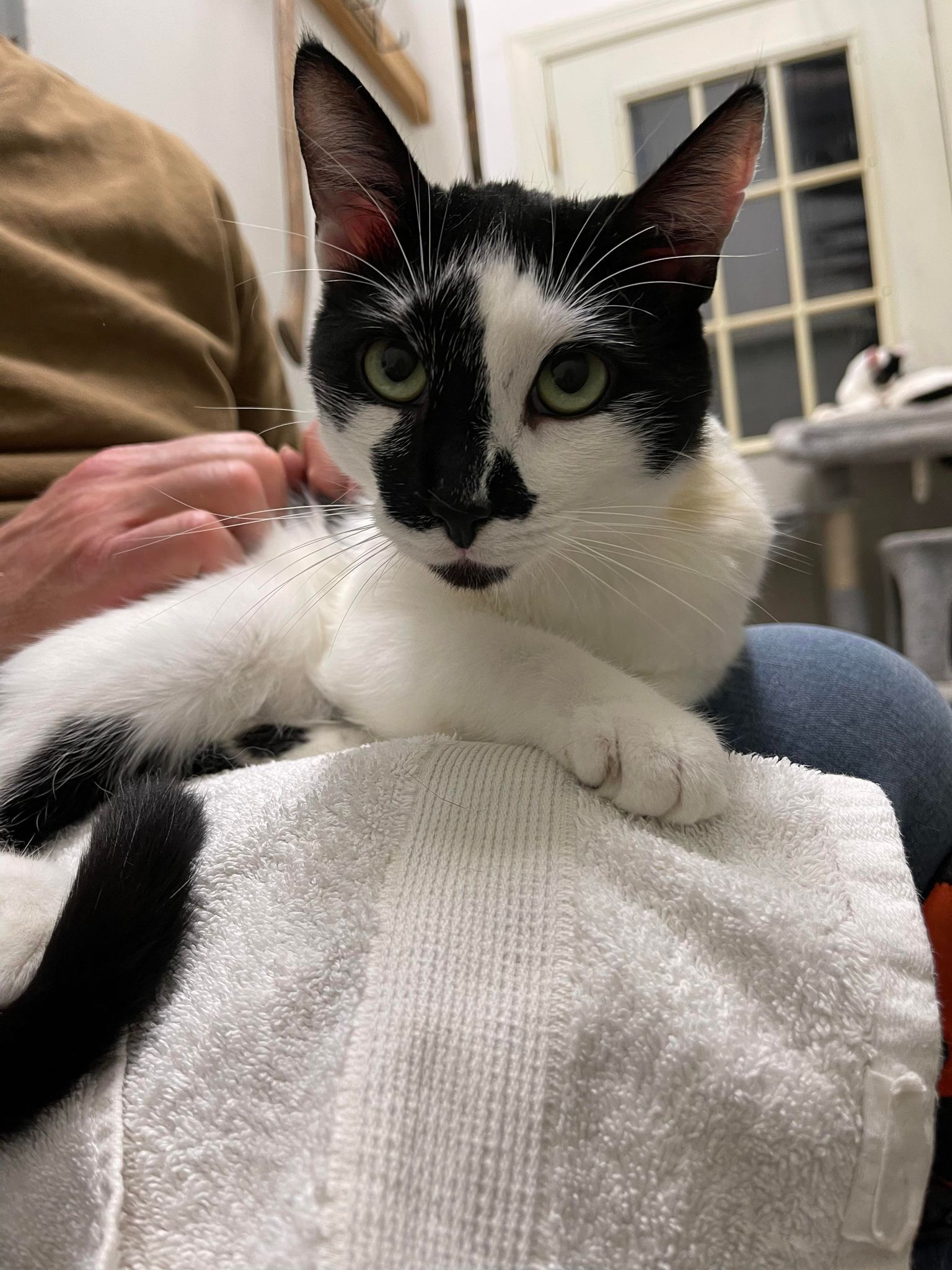 Domini, a Adoptable Domestic Short Hair in Murrells Inlet, SC image 2/3