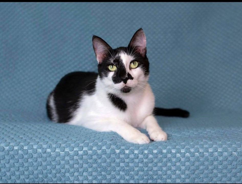 Domini — thumbnail 3